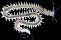 A Premature Adult <I>Platynereis</I> Worm (1 of 2)