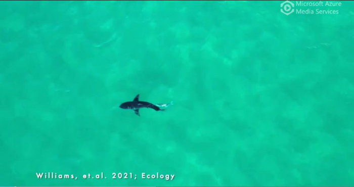 Sharks as Exfoliators