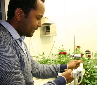 Roses in a Climate Chamber