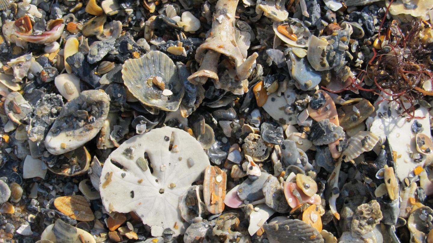 Mollusk Graveyards