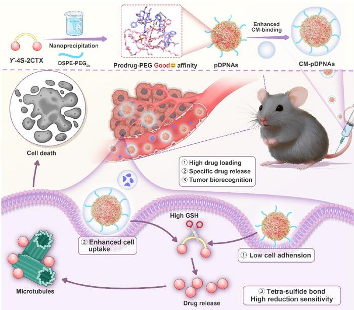 Bioinspired Prodrug Nanoassemblies with Dual PEGylation and Membrane-Coating Strategies to Enhance Membrane Binding Stability and Antitumor Efficacy