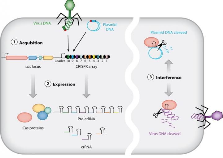 CRISPR