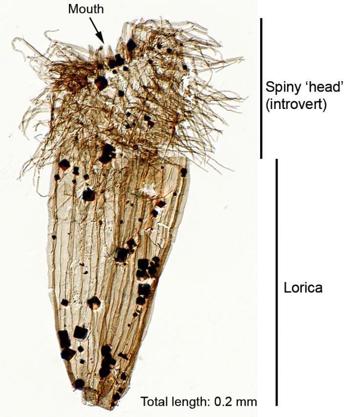 Fossil Loriciferan
