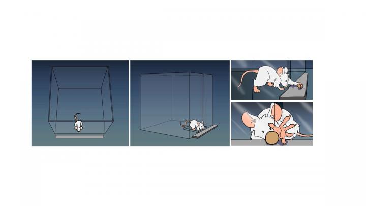 Zeiler Mouse