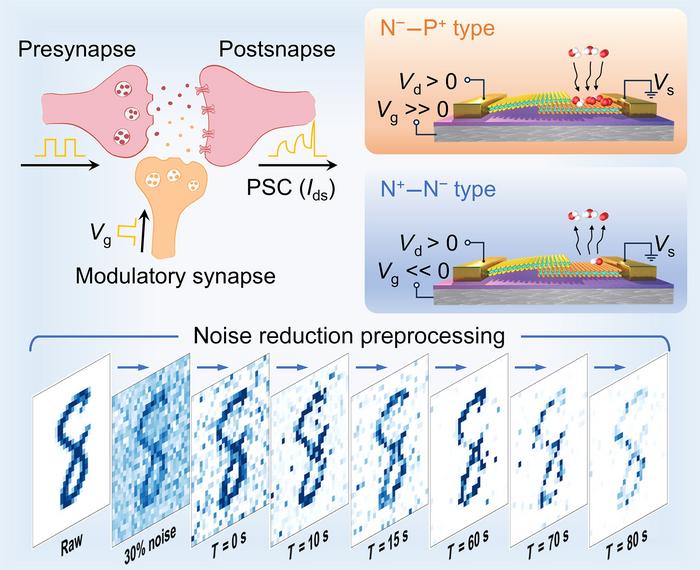 Reconfigurable MoS2/MoTe2 optoelectronic synapse enable hardware-level self-noise reduction.