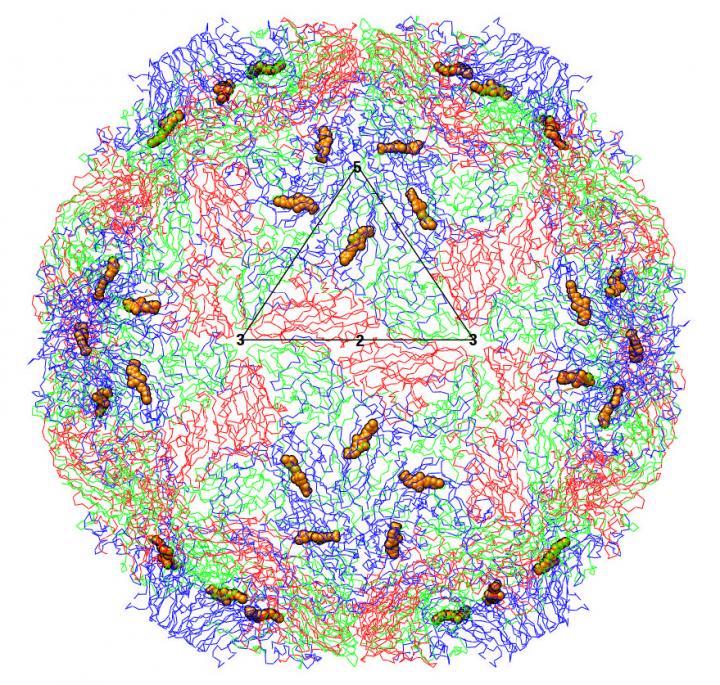 Possible Target Against Enterovirus Revealed (2 of 2)