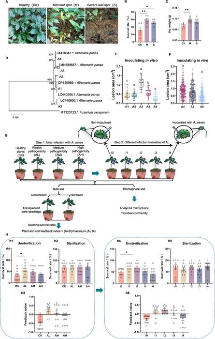 Impact of A. panax pathogenicity diversify on plant–soil feedback in an agroforestry system.
