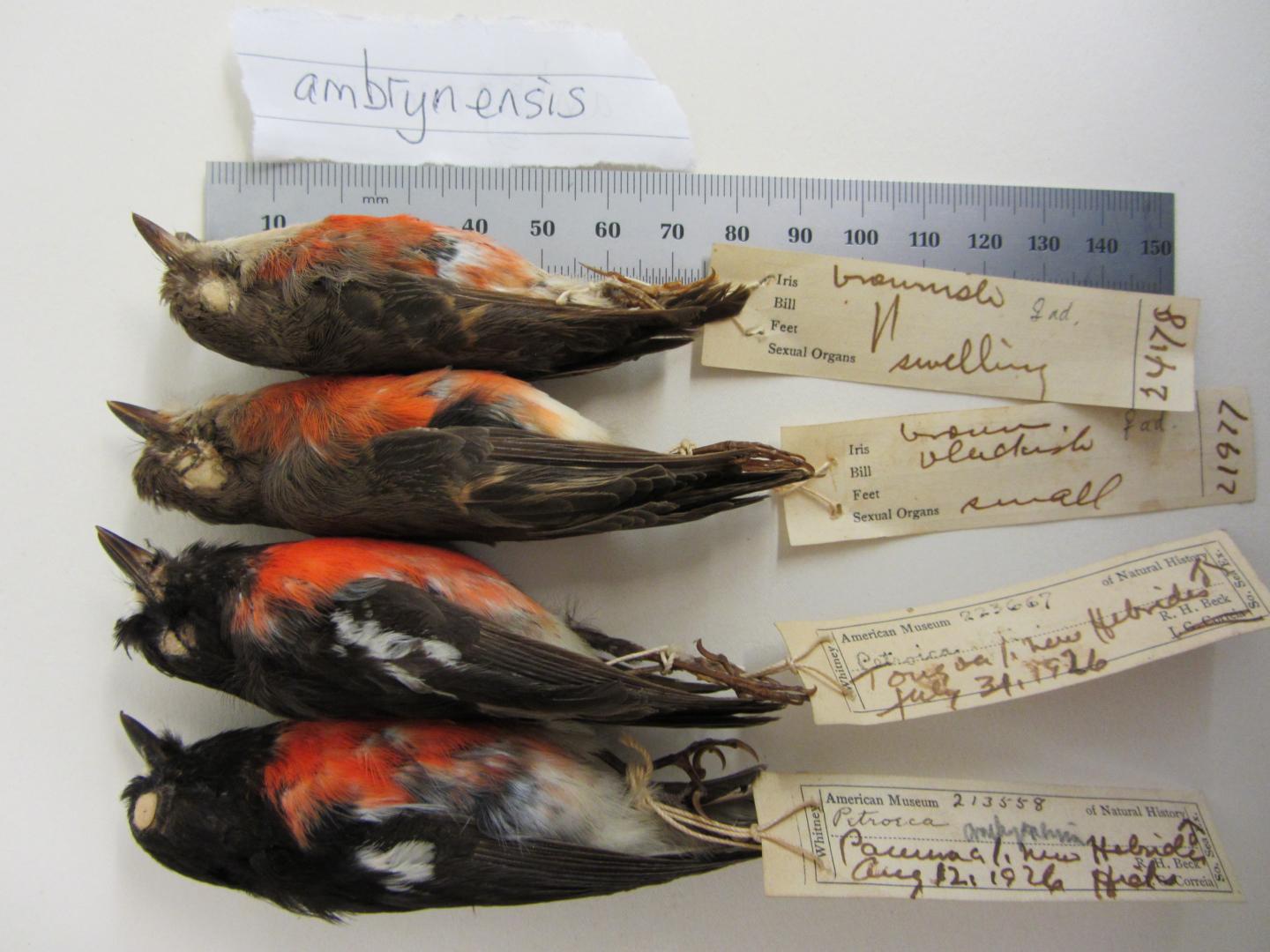 Robin Specimens