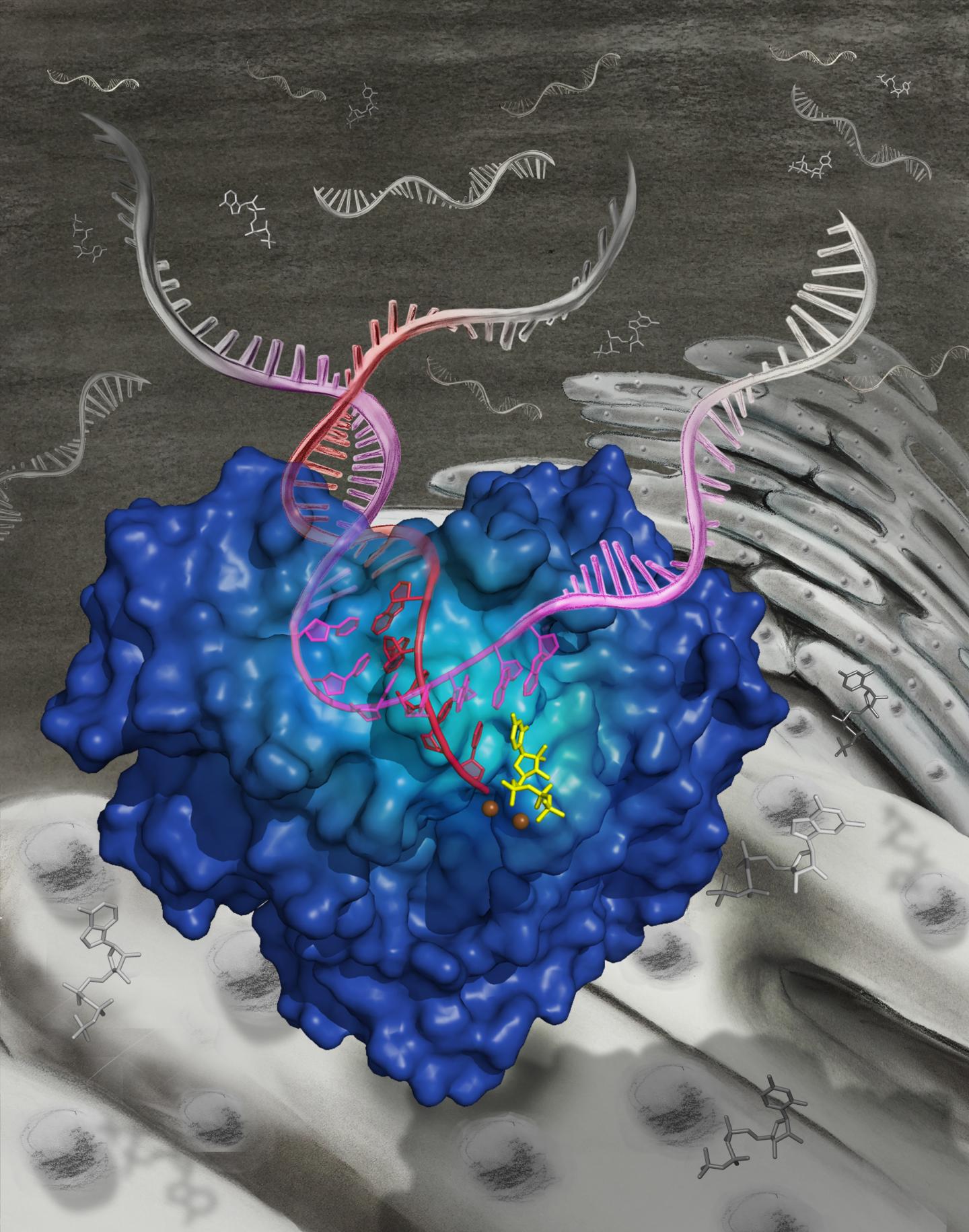 Structure of Hepatitis C-Sustaining Enzyme Solved (1 of 2)
