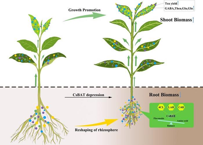 Schematic model of coordinated regulation between CsBAT and flavonoid pathway genes in modulating tea quality and yield.