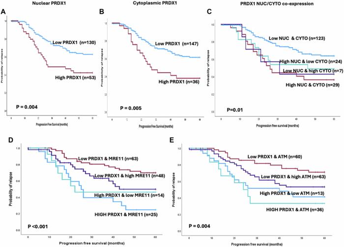 PRDX1 protects ATM from arsenite-induced proteotoxicity and maintains its stability during DNA damage signaling
