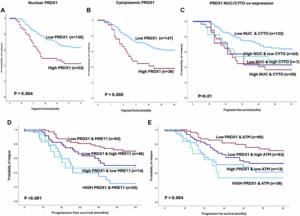 PRDX1 protects ATM from arsenite-induced proteotoxicity and maintains its stability during DNA damage signaling