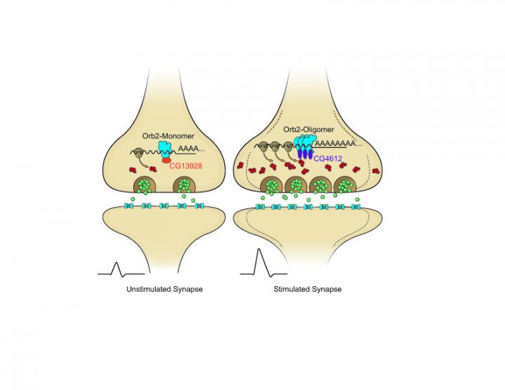 Neuronal Synapse