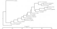 Phylogram