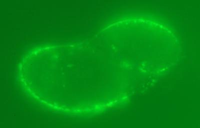 siRNA (1 of 2)