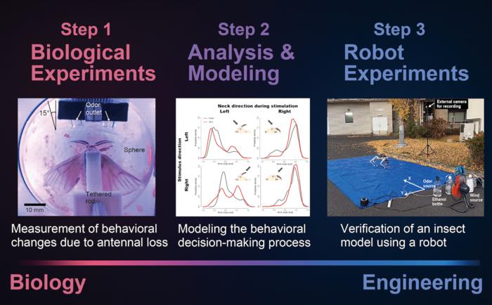 Elucidating the adaptive odor-tracking mechanisms of an insect: A combined approach of biological analysis and engineering reconstruction.
