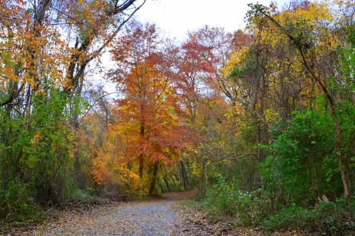 Foliage (2 of 2)