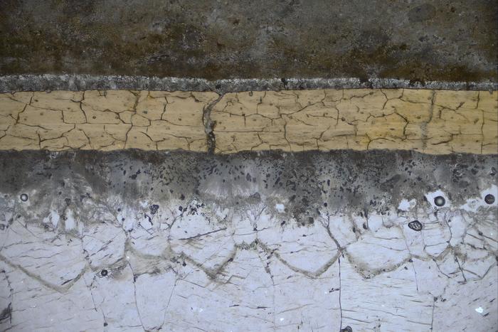 Microscope view of a pterosaur fossil section showing carbon coating and mineral layers.