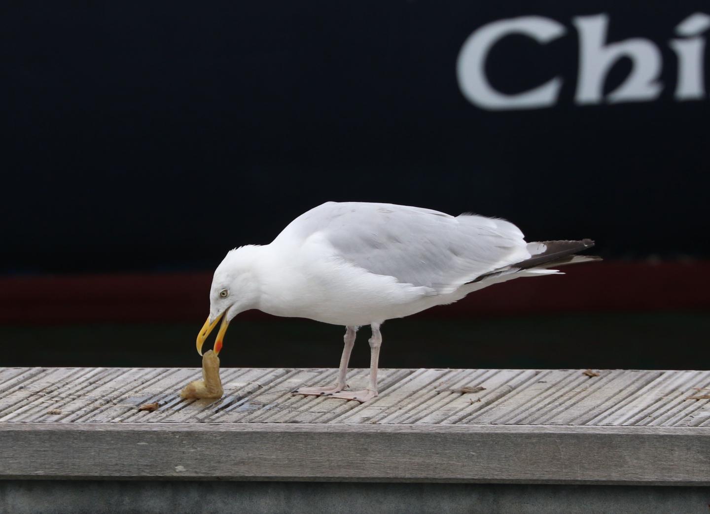 European Herring Gull Preparing Sea Squirt