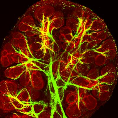 Nerve Cells Help Generate Salivary Glands (4 of 5)
