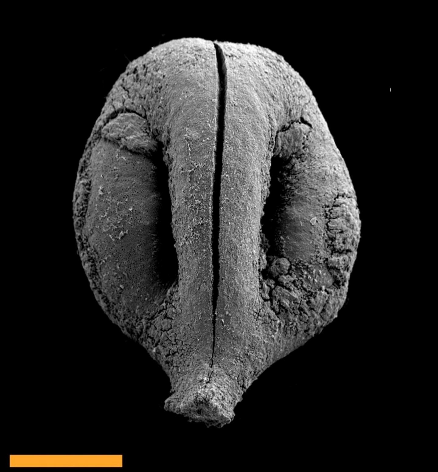 Ancient Grape Pip