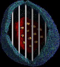Visualization of a Lipoplex Entrapped inside An Endosome