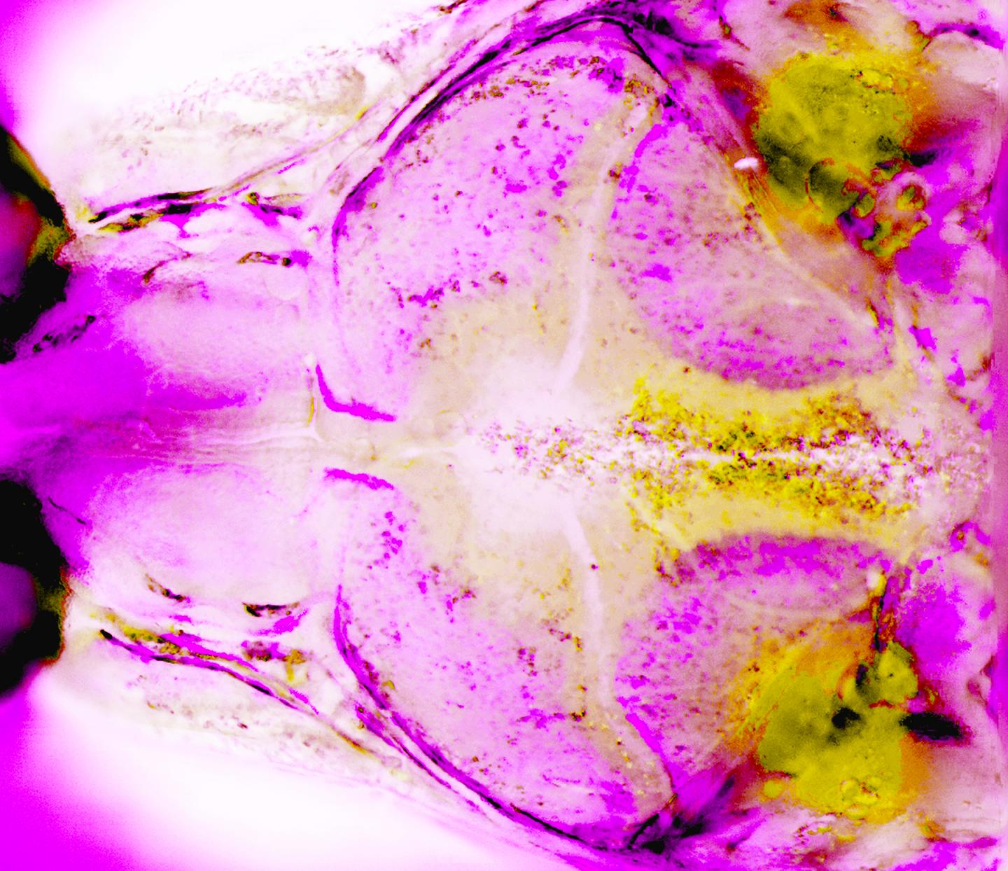 Zebrafish Skull