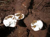 Roots Infected with Cassava Brown Streak Disease