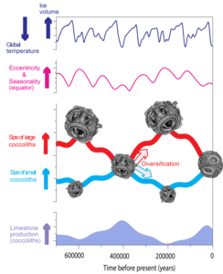 The diversity of coccolithophores and their collective limestome production evolved under the influence of Earth’s orbital eccentricity
