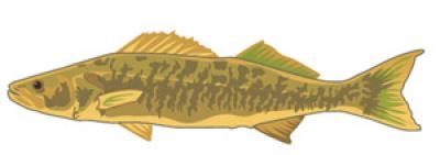 Walleye