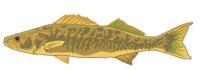 Walleye