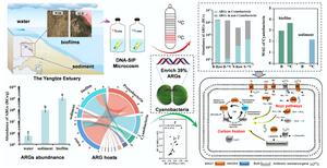 Cyanobacteria-mediated carbon-nitrogen coupling promotes the enrichment of antibiotic resistance genes in the Yangtze estuarine biofilms