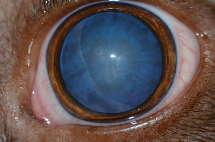 Cataract in a dog's eye