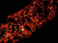 Antibodies