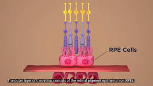 Map of human RPE