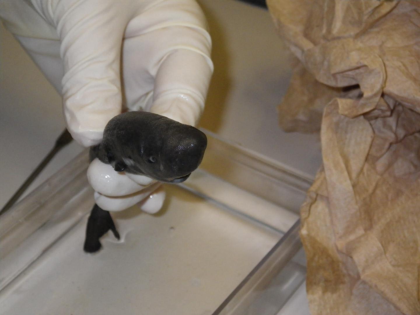 Pocket Shark Examination