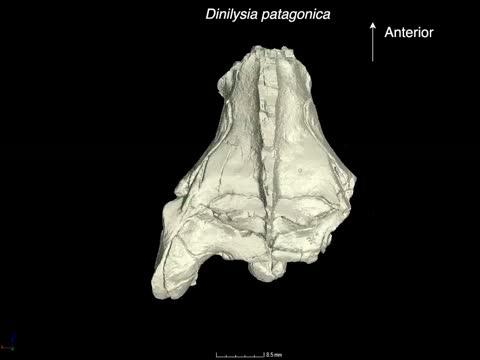 Inner Ear of <i>Dinilysia patagonica</i> Fossil