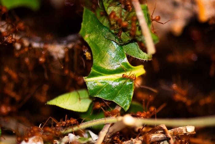 Leafcutter ants and a leaf