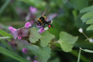 Example of pollen collected by a bumblebee