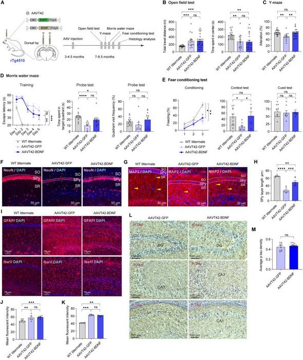 BDNF high expression in hippocampus ameliorated memory impairment in rTg4510 mice