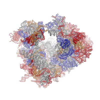 The Human Ribosome