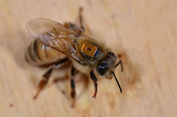 Honeybee worker with RFID backpack