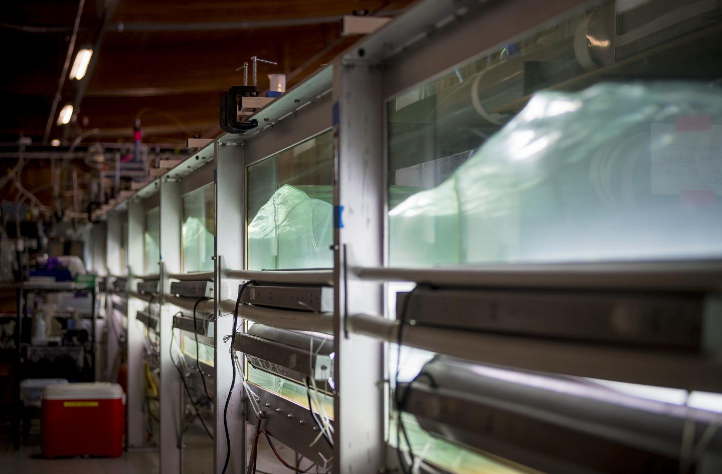 Ocean Microbes Could Interact with Pollution to Influence Climate
