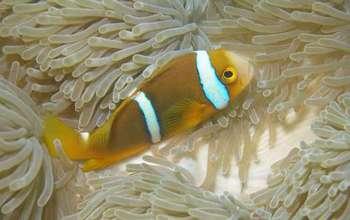 Mo'orea's Corals