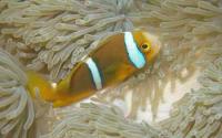 Mo'orea's Corals