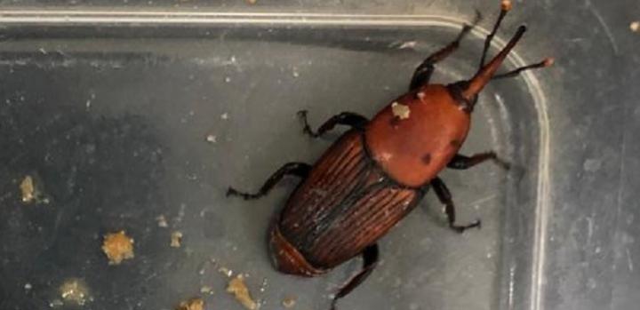 Red Palm Weevil