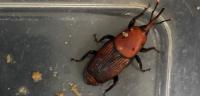 Red Palm Weevil