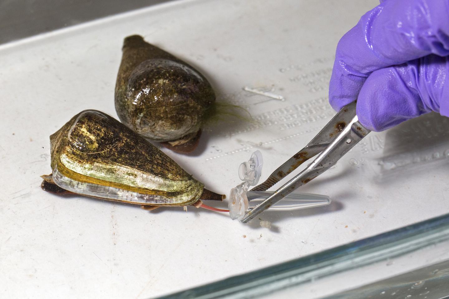 Milking Killer Mollusks for Medical Research