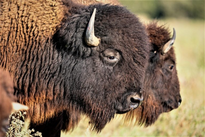 Bison