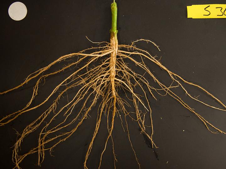 Roots